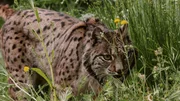 Ein Pardelluchs in freier Wildbahn.  +++ Die Verwendung des sendungsbezogenen Materials ist nur mit dem Hinweis und Verlinkung auf RTL+ gestattet. +++