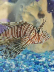 School Bus tank. Lionfish.