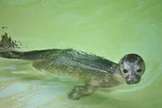 Seehund-Jungtier im Zoo Berlin.