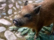 Das Mini-Schwein Øffert.