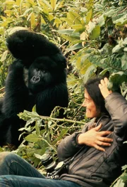 Ein Wissenschaftler kratzt sich an Arm und Kopf, ein Gorilla kratzt sich an Arm und Kopf.