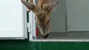 Laut dem Deutschen Jagdverband in der Jagdsaison 2021/22 wurden rund 1,3 Millionen Rehe in Deutschland get&ouml;tet.