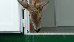 Laut dem Deutschen Jagdverband in der Jagdsaison 2021/22 wurden rund 1,3 Millionen Rehe in Deutschland get&ouml;tet.