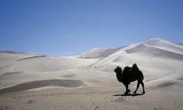 Die D&uuml;nen von Khongoriin Els in der Gobi.