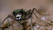 Nahaufnahmes eines Feld-Sandlaufk&auml;fers.  +++ Die Verwendung des sendungsbezogenen Materials ist nur mit dem Hinweis und Verlinkung auf RTL+ gestattet. +++