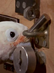 Parrot brains are walnut sized, so why are they so clever ?