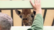 Der Giraffenbulle Max wird vom Tierpark Berlin zum Zoo Berlin transportiert.