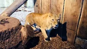 Löwin aus dem Allwetterzoo Münster. Heute gibt es eine besondere Futterüberraschung für die Großkatzen. Löwin aus dem Allwetterzoo Münster. Heute gibt es eine besondere Futterüberraschung für die Großkatzen.