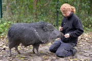 ARD/rbb PANDA, GORILLA & CO. (FOLGE 314), "Geschichten aus dem Zoo Berlin und dem Tierpark Berlin", am Dienstag (17.02.15) um 16:10 Uhr im ERSTEN. Auch das Chaco-Pekari Zamuco wird bald den Tierpark Berlin Richtung Tschechien verlassen m&uuml;ssen. Solange es noch m&ouml;glich ist, schaut seine ehemalige Ziehmutter Jana Simon daher jeden Morgen bei dem 15 Monate alten Zamuco vorbei.