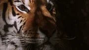 Der Blick eines Tigers.  +++ Die Verwendung des sendungsbezogenen Materials ist nur mit dem Hinweis und Verlinkung auf RTL+ gestattet. +++