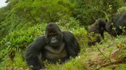 Volcanoes National Park, Rwanda - Silverback Gorilla named Gicurasi amongst his group.