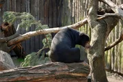 Malaienbär im Tierpark Berlin. Malaienbär im Tierpark Berlin.
