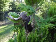 Ein Scheinkampf mit einem Busch. Wenn Elchbullen voller Kraft und Energie sind, kommt es in der Brunft ab und an zu solchen Kämpfen. Ein Scheinkampf mit einem Busch. Wenn Elchbullen voller Kraft und Energie sind, kommt es in der Brunft ab und an zu solchen Kämpfen.