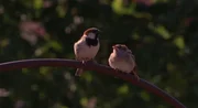 Altvogel und Jungspatz. Altvogel und Jungspatz.