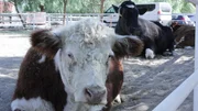 Several of the Gentle Barns cows having a laydown in their corral.
