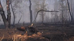 Unmittelbar w&auml;hrend des Waldbrands entstehen Emissionen, die auch die menschliche Gesundheit beeintr&auml;chtigen k&ouml;nnen.
