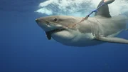 Wei&szlig;er Hai schwimmt an der Kamera vorbei, K&ouml;der/Seil im Maul (mittlere Aufnahme).