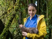 Ein Kiwi kann sich erst in mit etwa 1,5 kg Gewicht gegen Räuber wie Marder und Possums wehren. Das überprüfen die Forschenden in einer Auswilderungsstation regelmäßig.