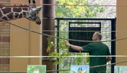 Im Zoo Berlin wird Giraffe Kibaya von Tierpfleger Steffen Minge zum Transporter gelockt.