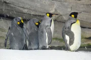 Keine so leichte Angelegenheit, wenn im Zoo Berlin eine Gruppe von 24 Pinguinen gleichzeitig Futter fassen will.