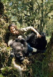 Dian Fossey und zwei junge Gorillas.