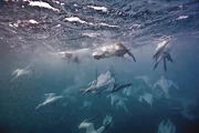 Cape Gannets are birds capable of diving underwater to catch their prey.