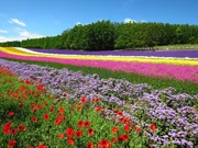 Feld mit Sommerblumen, Hokkaido. Feld mit Sommerblumen, Hokkaido.
