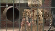 Im Zoo Berlin darf der 15 Jahre alte Java-Leopard Lombok, der trotz seines Alters zu den verspieltesten Bewohnern des Raubtierhauses geh&ouml;rt, eine Kissenschlacht veranstalten und sich sp&auml;ter an einem Jutesack laben.