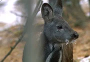 Das Moschustier lebt in den abgeschiedenen Wäldern der Mongolei. Aus seinem Drüsensekret wird Moschus für die Parfümherstellung gewonnen.
