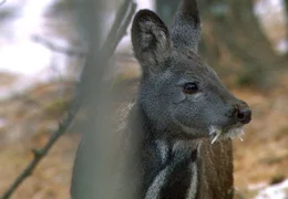 Das Moschustier lebt in den abgeschiedenen W&auml;ldern der Mongolei. Aus seinem Dr&uuml;sensekret wird Moschus f&uuml;r die Parf&uuml;mherstellung gewonnen.