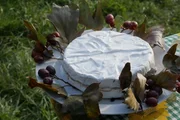 Zu Tisch — Wienerwald, Österreich: Ein mit Elsbeercreme gefüllter Camembert Zu Tisch — Wienerwald, Österreich: Ein mit Elsbeercreme gefüllter Camembert
