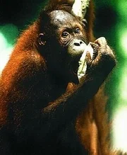 Orang- Utan Orang- Utan