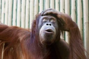 Orang-Utan im Dresdner Zoo Honorarfrei - nur fr diese Sendung bei Nennung ZDF und Steffen Junghans Orang-Utan im Dresdner Zoo Honorarfrei - nur fr diese Sendung bei Nennung ZDF und Steffen Junghans
