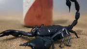 CGI image - Scorpion