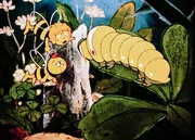 Die Raupe wird immer dicker und unförmiger, langsam wird es Zeit, meint Willi, dass ihm irgendetwas einfällt.