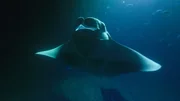 Manta Rochen sammeln sich in der Nacht in den Gewässern vor Big Island Hawaii.