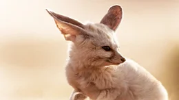 Fennec fox Fennec fox