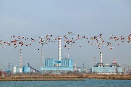 Flamingos - in Venedig.