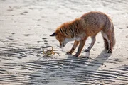 In den Weiten der Lagune trifft ein hungriger Fuchs bei seinem morgendlichen Streifzug auf eine Strandkrabbe.