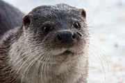 rbb Fernsehen WILDES DEUTSCHLAND, "Der Spreewald", am Montag (21.04.14) um 18:40 Uhr. Otter haben keine dicke Fettschicht aber ein extrem dichtes Fell, das sie im Winter vor Kälte schützt.