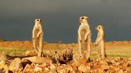 Erdm&auml;nnchen