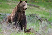 Der Grizzlybär zählt zu den größten Säugetiere im Yellowstone Nationalpark.