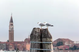 Mittelmeerm&ouml;we.
