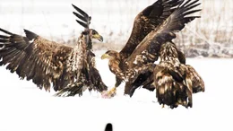 Auch der Winter bietet Seeadlern reichlich Nahrung, trotzdem k&auml;mpfen die Greifv&ouml;gel um jeden Happen.