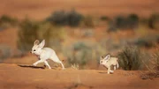 Fennec foxes