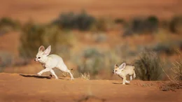 Fennec foxes