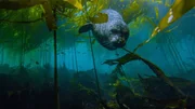 Der Kelpwald der Pazifikk&uuml;ste bietet Seehunden (Phoca vitulina) Schutz vor Haien und Orcas.