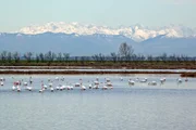 Flamingos - in Venedig.