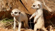Erdm&auml;nnchen