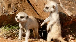 Erdm&auml;nnchen